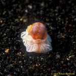 Moon Snail 01