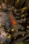 Michel Goby on leather coral 01