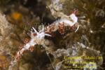 Flabellina or Cratena unidentified 01tc 3579