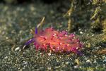 Nudibranch 02