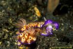 Nudibranch 06 R tryroni