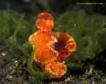 Nudibranch 10 T Bar laying eggs