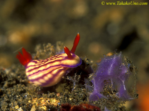 Nudibranch 13 C lineata