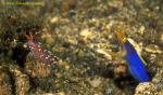 Ribbon Eel & Flabellina Nudi 01