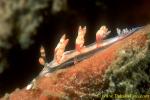 Flabellina bilas 02 25mm