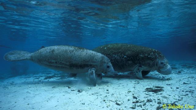 22 Manatees, mom & calf