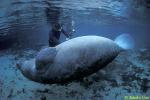 63 Manatee scratching by Stephen