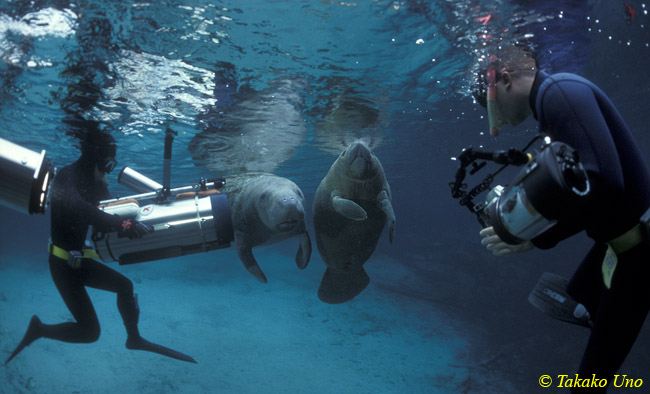 26 Manatees & film crew