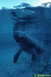 19 Manatee