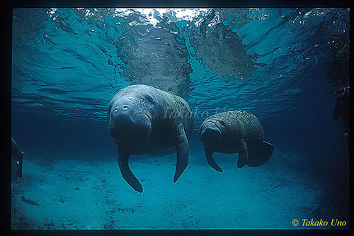 Manatee 01 mom & baby