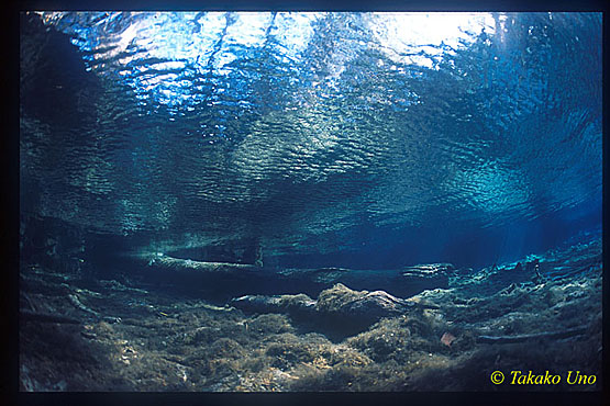 Crystal River 01x in the shallows of Three Sister Springs