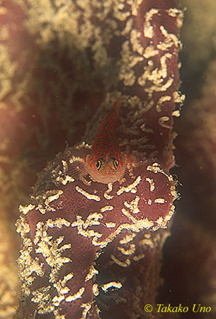 Cave Goby 01