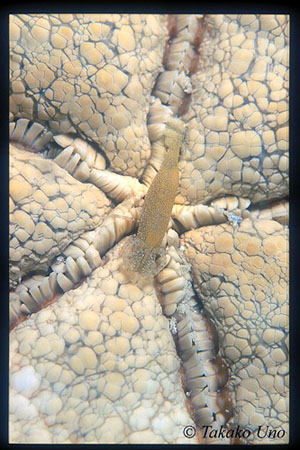Commensal Shrimp on Horned Starfish 01x