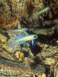 Tiny Dart Goby 01 at 50meters