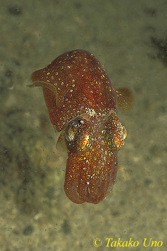 Bobtail Squid 04