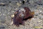 Bobtail Squid 05
