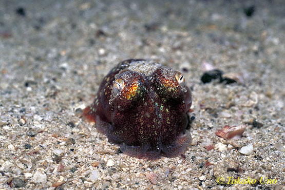 Bobtail Squid 09 one eye open, one eye shut