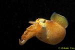 Bobtail Squid 13b