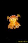 Bobtail Squid 11b