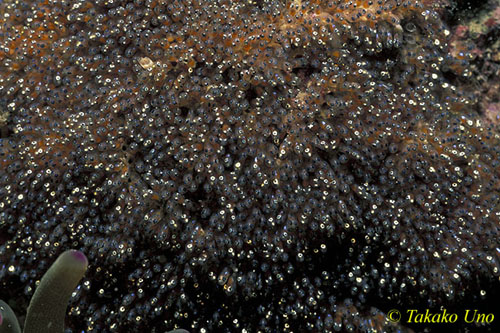 Clark's Anemonefish's Eggs 02 can see the eyes