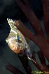 Rabbit Fish sleeping on algal plant 01