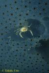 Commensal Swimmer Crab on dying Jellyfish 02