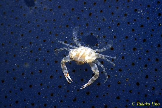 Commensal Swimmer Crab on dying Jellyfish 03