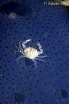 Commensal Swimmer Crab on dying Jellyfish 04