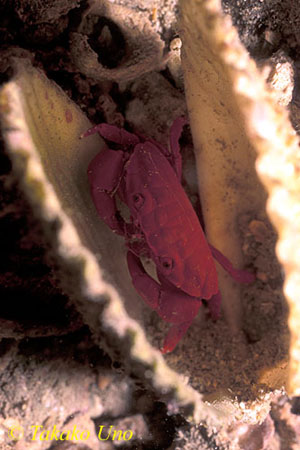 Rock Crab 01 hiding in empty shell