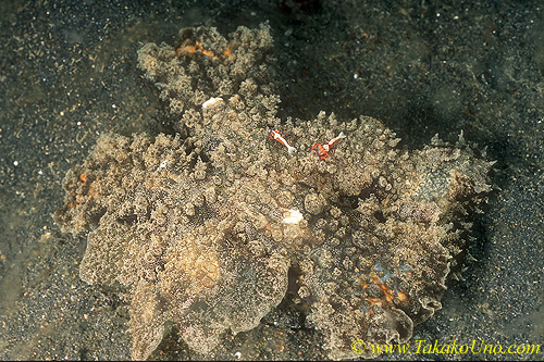 Unidentified Melibe 01 220mm
