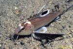 Ocellated Waspfish, Hachi, 01