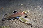 Ocellated Waspfish, Hachi, 08