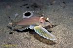 Ocellated Waspfish, Hachi, 07