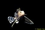 Ocellated Waspfish, Hachi, 10