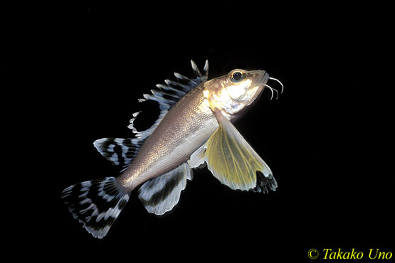 Ocellated Waspfish, Hachi, 13