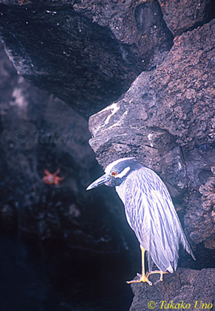 Yellow-Crown Night Heron 01