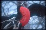 Frigate Birds courting 01