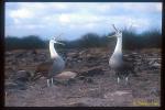 Waved Albatross 02 courtship ritual