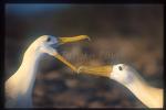 Waved Albatross 01 courtship ritual