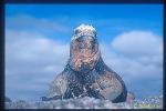 Galapagos Marine Iguana 01
