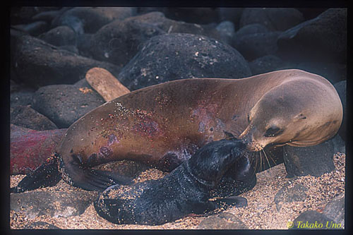 Galapagos Sealions, recent born 01