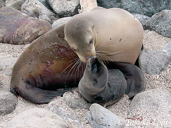 Galapagos Sealion 106 just born baby,  digital snappy