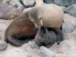 Galapagos Sealion 106 just born baby,  digital snappy
