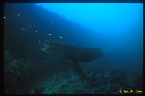 Galapagos Sealion 02 uw