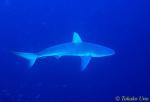 Galapagos Shark 01