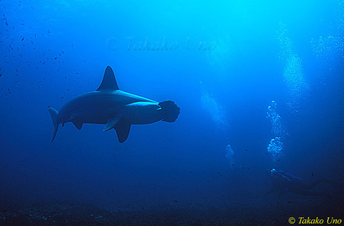 Scalloped Hammerhead 02