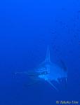 Scalloped Hammerhead 01