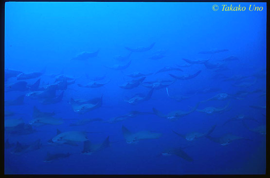 Golden Cownose Rays 06