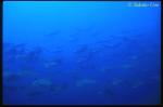 Golden Cownose Rays 06