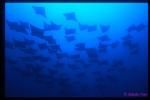 Golden Cownose Rays 04